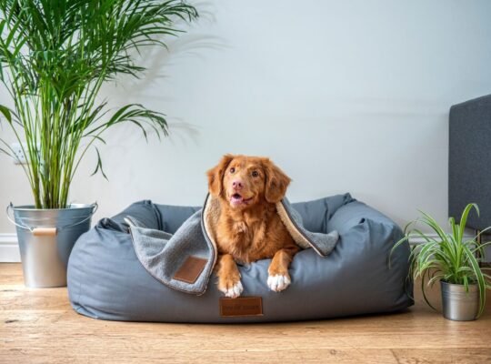 Best Dog Toys And Accessories in 2025