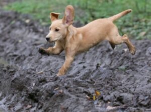 Adorable Labrador Puppies for Sale – Vaccinated & Healthy!
