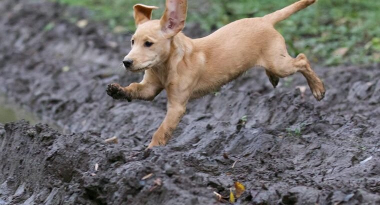 Adorable Labrador Puppies for Sale – Vaccinated & Healthy!