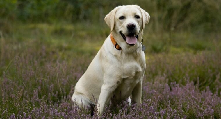 Adorable Labrador Puppies for Sale – Vaccinated & Healthy!
